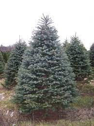 Real blue spruce christmas tree. Blue Spruce Mr Christmastree Com