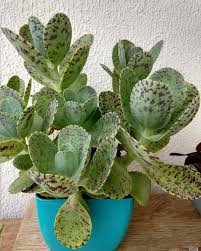 Kalanchoe Marmorata Amosuculenta Amorporcactos Amocactos Apaixonadosporcactos Apaixonadosporsuculentas Planting Succulents Succulents Garden Plants