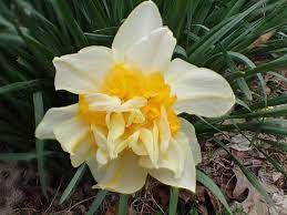 Old Growth Daffodils Natural Lands