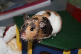 Black And White Syrian Hamster Kuva Odiiva Petsie Syrian Hamster Hamster Care Hamster