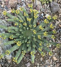 Image result for Euphorbia kilwana