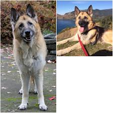 We are german shepherd breeders in oregon. Area Pets Available For Adoption December 7 2018 Photos Oregonlive Com