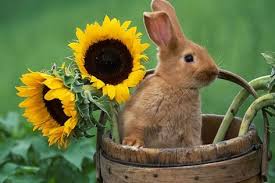 Fotografiya New Zealand Rabbits Cute Animals Animals