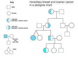 Hereditary Breast Ovarian Cancer Syndrome Wikiwand