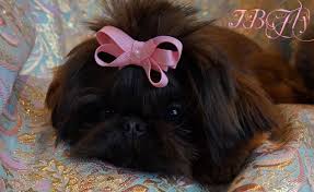 ,shih tzus ,ca breeder of imperial shihtzu, shih tzu breeders in. Pin On Shih Tzu