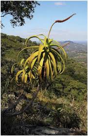 Image result for Aloe mossurilensis