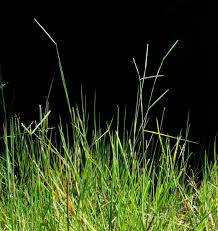 Image result for Paspalum scrobiculatum