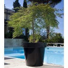 Vous pourrez travailler le feuillage afin de lui donner la forme désirée. Arbres Et Arbustes Pour Balcons Et Terrasses Comment Choisir