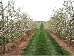 Maybe you would like to learn more about one of these? Tag Mountain Horticultural Crops Research Extension Center