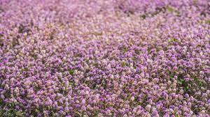 Maybe you would like to learn more about one of these? 339 Flower Field Aesthetic Photos Free Royalty Free Stock Photos From Dreamstime