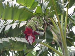 Image result for Musa sp. (Ornamental bananas)