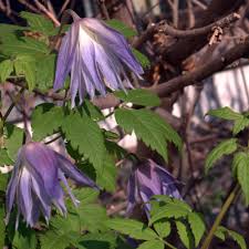 This delightful clematis makes a lovely specimen that copes well with a north facing position and requires little maintenance. Clematis Macropetala