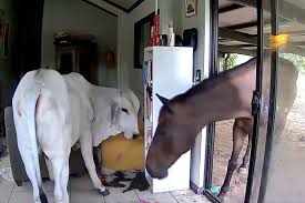 This frame grab taken from video footage provided by Andrew Mackay shows a bull and a horse inside the Australian MP's house, Darwin, Australia, Dec. 10, 2025. (AFP Photo)