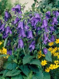 Campanula Punctata Kent Belle Grossblutige Beet Glockenblume Gunstig Kaufen