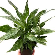 Image result for Spathiphyllum