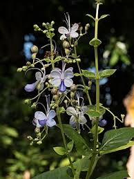 Image result for Rotheca wildii