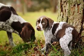 We did not find results for: German Shorthaired Pointer Puppies Breeders In Ohio 2021 Pupkits