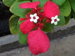 Image result for Mussaenda elegans