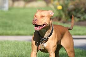Pin On Pit Bulls And Dogs