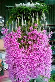 Decorative Rocks Ideas Notitle Jardin Des Orchidees Fleurs Rares Fleur Orchidee