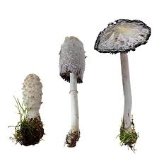 Image result for Coprinus comatus