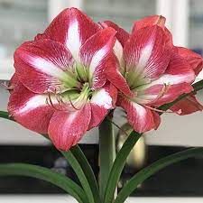 Amazon Com Amaryllis Bulb Red And White Candy Cane Amaryllis Clown 26 28cm Bulb Ships From Easy To Grow Tm Garden Amaryllis Bulbs Amaryllis Plant Bugs