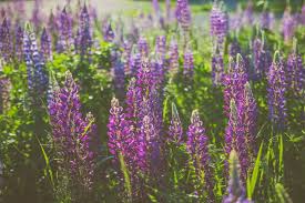 The cyclamen and the anemone are the two most popular flowers that the israeli people consider as their national flowers, but flowers play a larger role in israeli culture than just as a national flower. The Best Places To See The Spring Flowers In Israel Tourist Israel