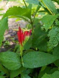 Image result for Spigelia