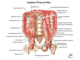 Ikke føl deg dårlig, og legg skylden på selv om etap fremstår uavhengig av kondisjon, har idrettsutøvere en lavere relativ forekomst, men når smerter oppstår, er intensiteten den samme som. Arsaker Og Losninger For Typiske Bekken Setesmerter Msk Neurology