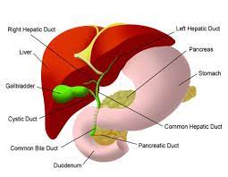 Additional operation of biliary tract: Biliary Drainage And Stenting Symptoms Causes Treatment Risk