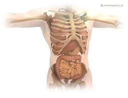 The human body has three different types of muscles. List Of Human Body Parts Names Science Trends