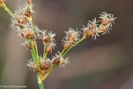 Image result for Cyperus pectinatus