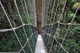 Walking the canopy is a strange sensation!! Taman Negara Nationalpark Sehenswurdigkeiten Anreise Unterkunfte