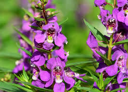 Image result for Angelonia
