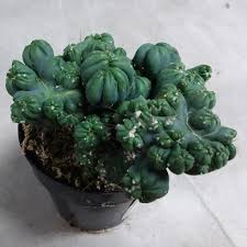 These succulents can root in just a few weeks from cuttings that are taken in spring from its leaves. Cereus Forbesii Monstrose Ming Thing Cereus Cactus Ming Thing In Gardentags Plant Encyclopedia