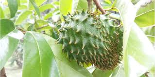 Letakkan beberapa helai daun durian belanda yang segar pada tempat yang sakit. Khasiat Daun Durian Belanda Boleh Rawat Kencing Manis Hello Doktor