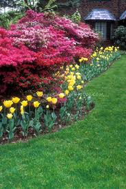 Yellow Tulips And Rhododendron Azaleas For Colorful Spring Garden In Front Of House Plant Flower Front Of House Plants Spring Landscaping Planting Flowers