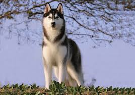 Check spelling or type a new query. Siberian Husky Breeds