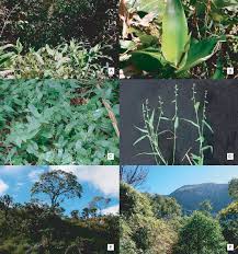 Image result for Danthoniopsis dinteri