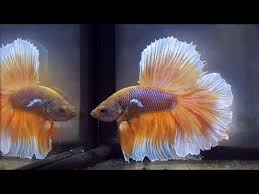 News Of Betta And Other Labyrinth Fish At The European Anabantoid Club Meeting Youtube Siamese Fighting Fish Fish Fish Pet
