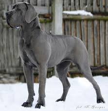 Make sure you have plenty of room for this pup though, the only thing superior, 100 european great dane with phenomenal bloodlines we are proud to announce our litter sired by european import vladymir. Blue European Great Dane Great Dane Dogs Dane Puppies Dane Dog