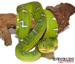 Emerald Tree Boa For Sale