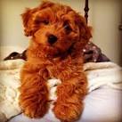 Cockapoo Colours (Pictures, Brown, Chocolate, Red, Black)
