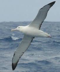 Albatross Wingspan Sea Birds Coastal Birds Birds In Flight