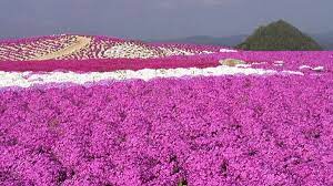 不只賞櫻 廣島春季賞花3重點看百萬花海為山丘染色 natural landmarks nature travel