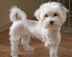 Examples Of Puppy Haircuts For A Maltese Genieo Yahoo Search Results Maltipoo Haircuts Maltese Haircut Maltese Dogs