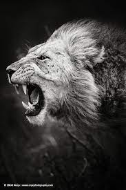 Lion Roaring Side Profile Google Search Lion Images Lions Photos Lion Photography