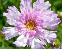 Image result for Cosmos bipinnatus `Double Click`