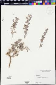 Image result for Indigofera bainesii