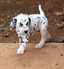 If you are having your pup shipped it is your responsibility to pay your states appropriate tax. Litter Of 8 Dalmatian Puppies For Sale In Connellys Springs Nc Adn 41381 On Puppyfinder Com Gende Dalmatian Puppies For Sale Dalmatian Puppy Puppies For Sale